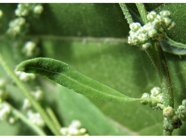 Chenopodium berlandieri (Pitseed goosefoot) #82508