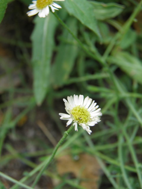 Erigeron colomexicanus (Running fleabane) #82539