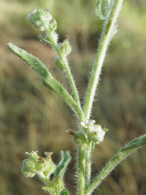 Cryptantha cinerea (James' cryptantha) #82556