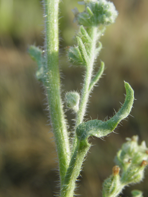 Cryptantha cinerea (James' cryptantha) #82559