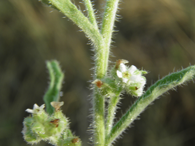 Cryptantha cinerea (James' cryptantha) #82560