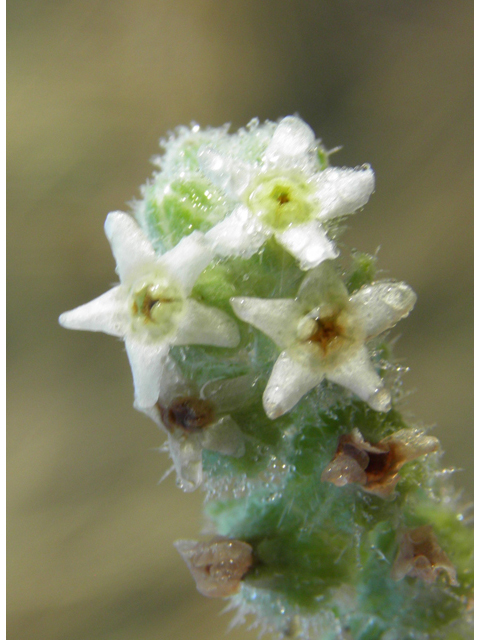 Cryptantha cinerea (James' cryptantha) #82561