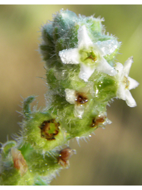 Cryptantha cinerea (James' cryptantha) #82562