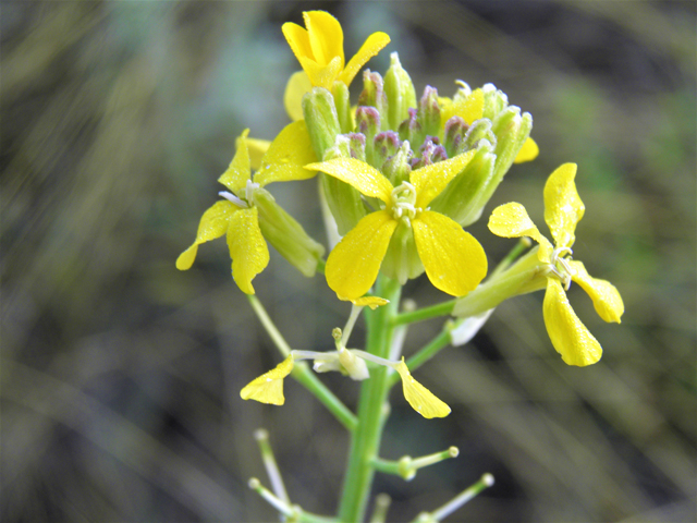 Erysimum capitatum (Sand-dune wallflower) #82578