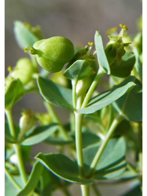 Euphorbia brachycera (Horned spurge) #82602