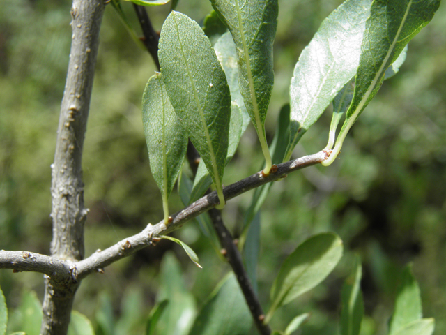 Forestiera pubescens (Elbowbush) #82684