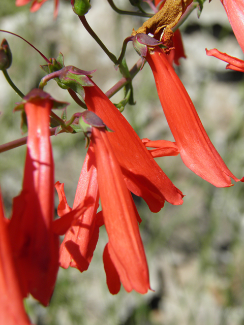 Penstemon barbatus (Scarlet bugler) #82709