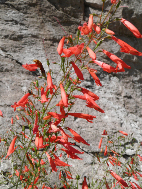 Penstemon barbatus (Scarlet bugler) #82715