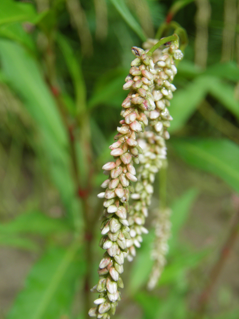 Polygonum lapathifolium (Curlytop knotweed) #82719