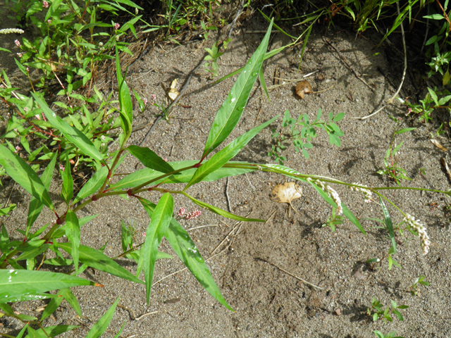 Polygonum lapathifolium (Curlytop knotweed) #82721