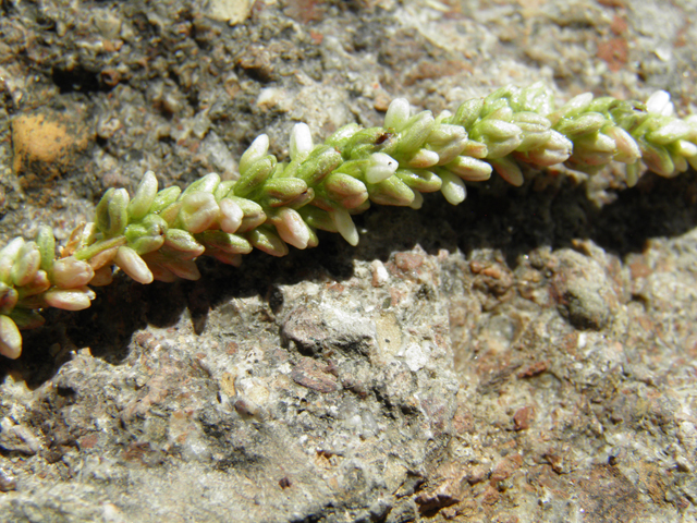 Polygonum lapathifolium (Curlytop knotweed) #82725