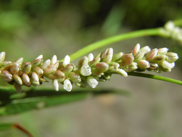 Polygonum lapathifolium (Curlytop knotweed) #82726