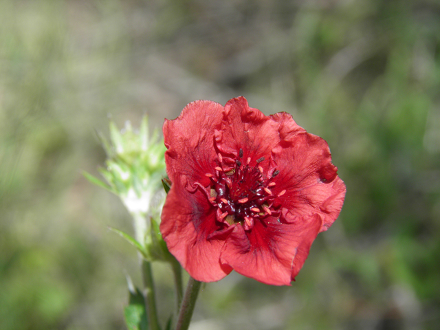 Potentilla thurberi (Scarlet cinquefoil) #82741