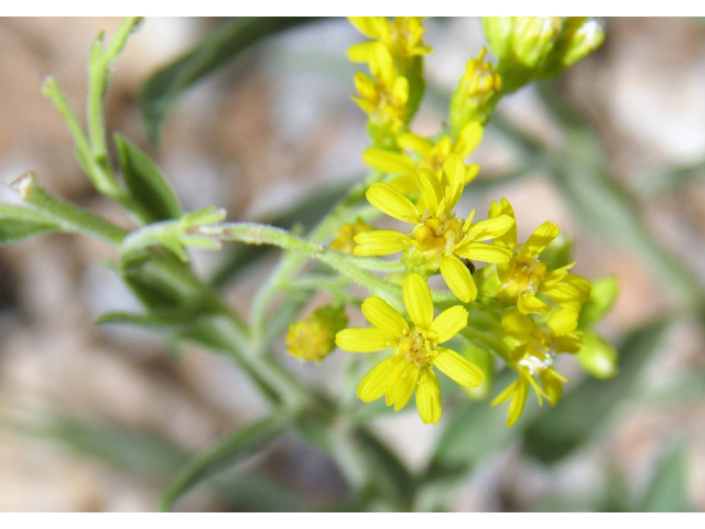 Solidago velutina (Threenerve goldenrod) #82830