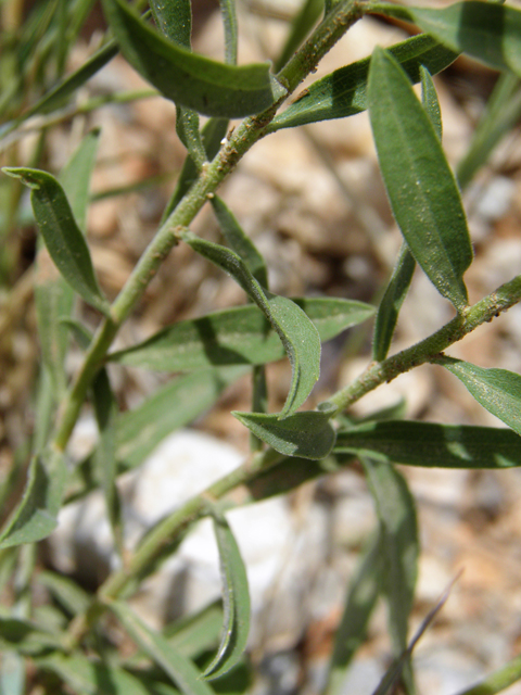 Solidago velutina (Threenerve goldenrod) #82831