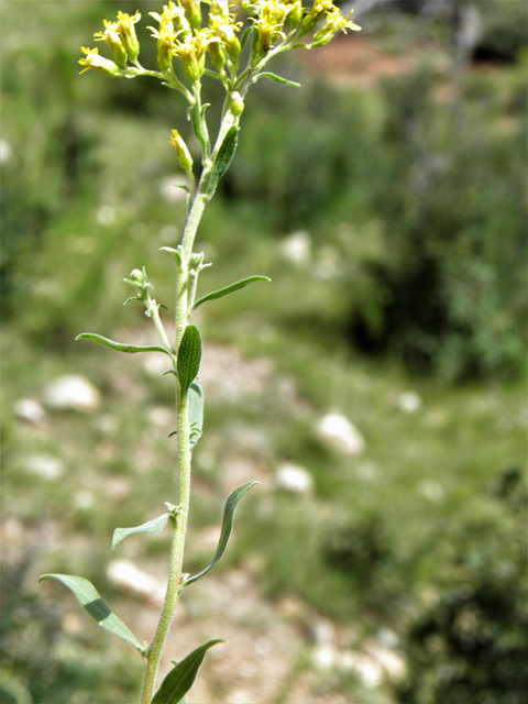 Solidago velutina (Threenerve goldenrod) #82834