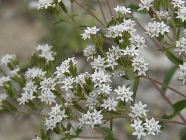 Stevia serrata (Sawtooth candyleaf) #82835