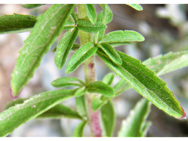 Stevia serrata (Sawtooth candyleaf) #82836