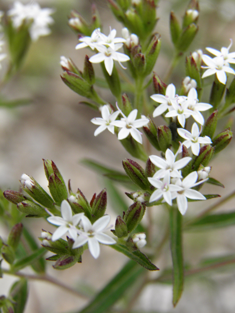 Stevia serrata (Sawtooth candyleaf) #82837