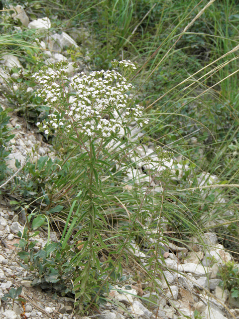 Stevia serrata (Sawtooth candyleaf) #82839