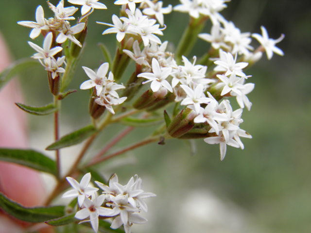 Stevia serrata (Sawtooth candyleaf) #82840