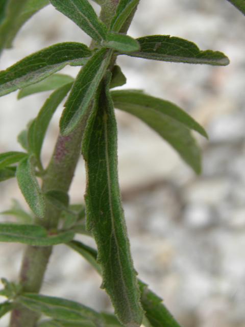 Stevia serrata (Sawtooth candyleaf) #82841