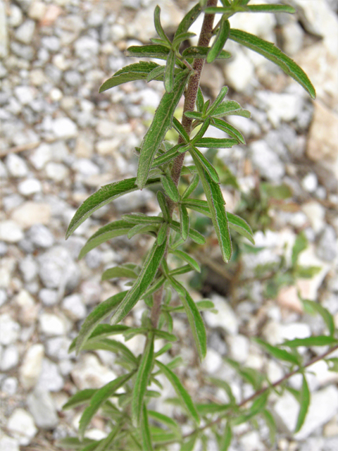 Stevia serrata (Sawtooth candyleaf) #82842