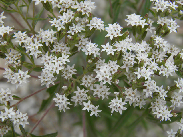 Stevia serrata (Sawtooth candyleaf) #82843