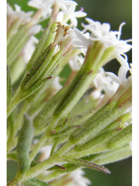 Stevia serrata (Sawtooth candyleaf) #82844