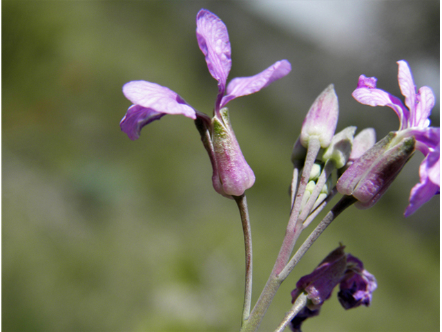 Schoenocrambe linearifolia (Slimleaf plainsmustard) #82861