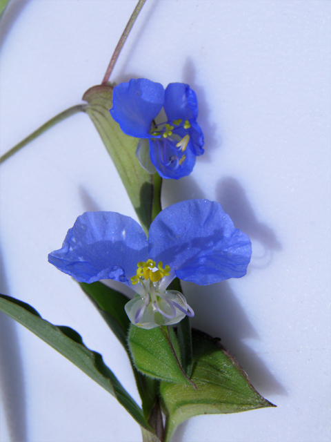 Commelina dianthifolia (Birdbill dayflower) #82875