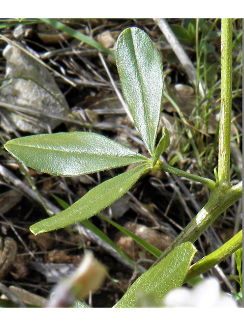 Psoralidium tenuiflorum (Slimflower scurfpea) #82908