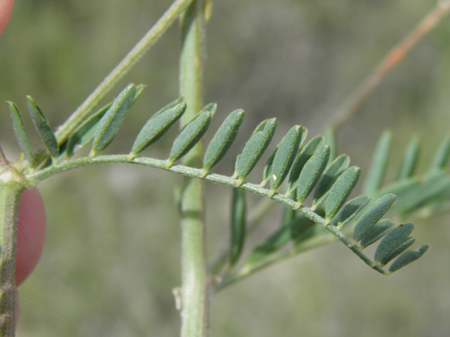 Vicia ludoviciana ssp. ludoviciana (Deer pea vetch) #82932