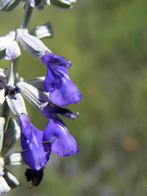 Salvia farinacea (Mealy blue sage) #82947