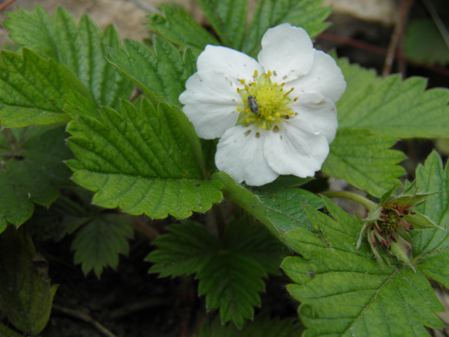 Fragaria vesca ssp. bracteata (Woodland strawberry) #82986