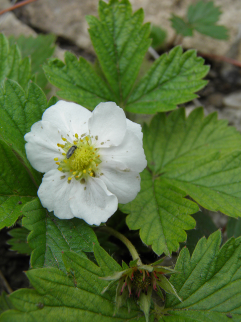 Fragaria vesca ssp. bracteata (Woodland strawberry) #82987