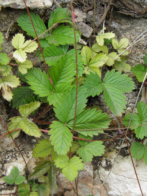 Fragaria vesca ssp. bracteata (Woodland strawberry) #82988