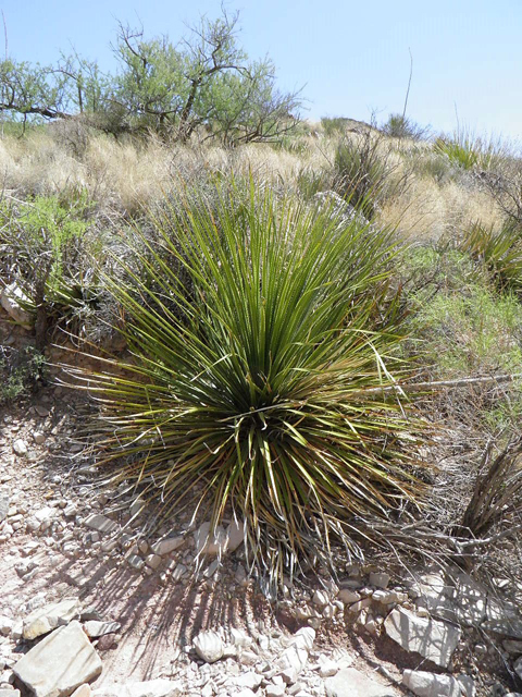 Dasylirion leiophyllum (Green sotol) #82991