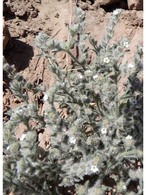 Cryptantha crassisepala (Thicksepal cryptantha) #83007