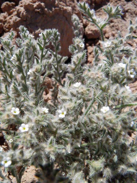 Cryptantha crassisepala (Thicksepal cryptantha) #83008