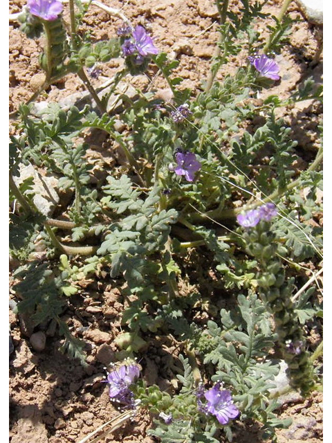 Phacelia popei (Pope's phacelia) #83012