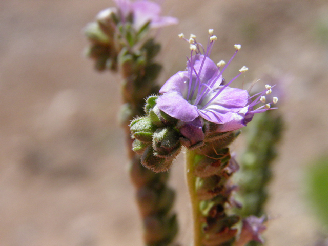 Phacelia popei (Pope's phacelia) #83013