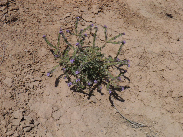 Phacelia popei (Pope's phacelia) #83015