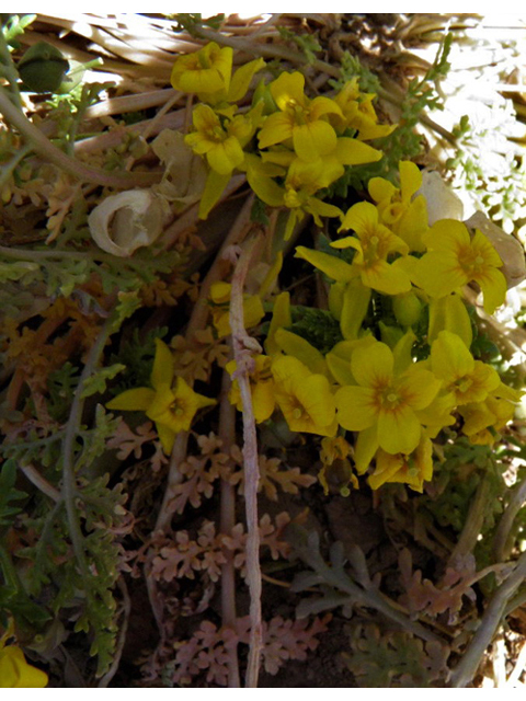 Selenia jonesii (Jones' selenia) #83021