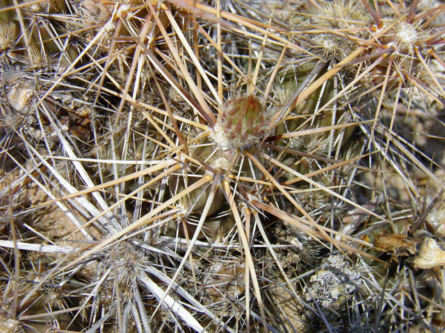 Grusonia grahamii (Graham's pricklypear) #83050