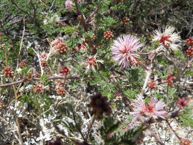 Mimosa borealis (Fragrant mimosa) #83081