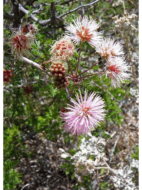 Mimosa borealis (Fragrant mimosa) #83082