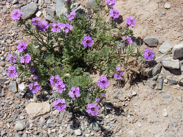 Glandularia bipinnatifida var. ciliata (Davis mountains mock vervain) #83103