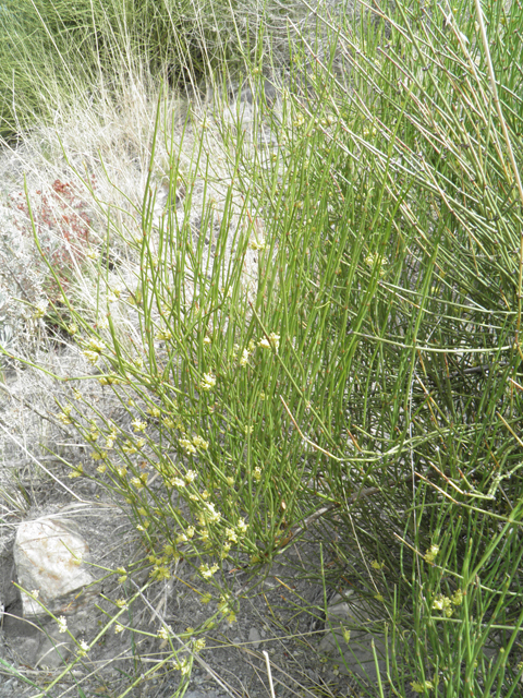 Ephedra trifurca (Ephedra) #83114