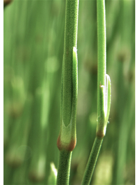 Ephedra trifurca (Ephedra) #83119